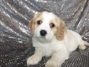 Male Cavachon Puppy for sale #40|ready Christmas 2012|Shipping to all major airport only $150|Philadelphia Pennsylvania, Boston Massachusetts, and Providence Rhode Island only $150